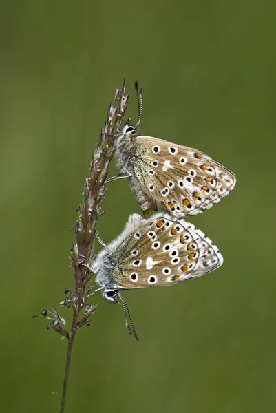 Adonis kelebek, polyommatus bellargus mavi