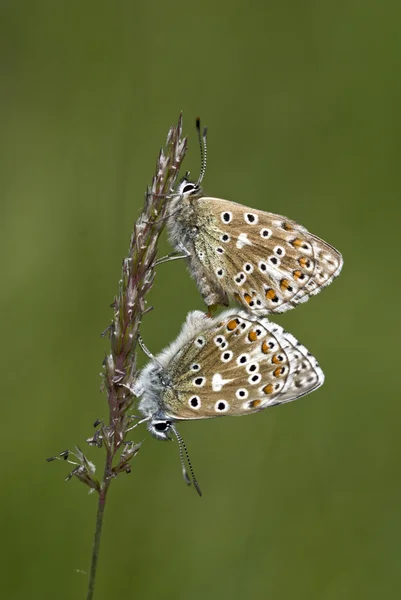 Голубая бабочка Адониса, Polyommatus bellargus — стоковое фото