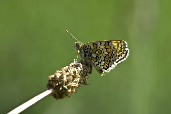 Glanville fritillary butterfly, Melitaea cinxia — Stock Photo, Image