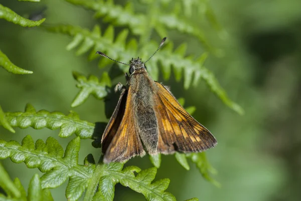 büyük Kaptan kelebek