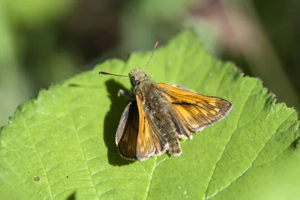 Grande capitão borboleta — Fotografia de Stock