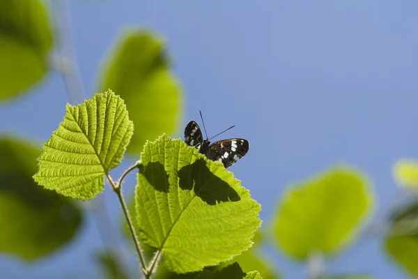 White admiral butterfly, Limenitis camilla — Stock Photo, Image