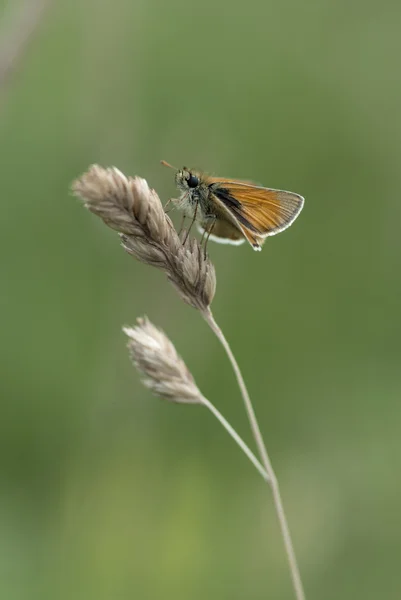 küçük Kaptan kelebek