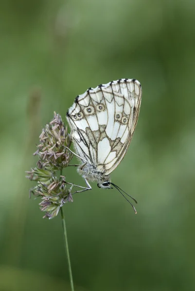 Mermer beyaz kelebek, melanargia galathea