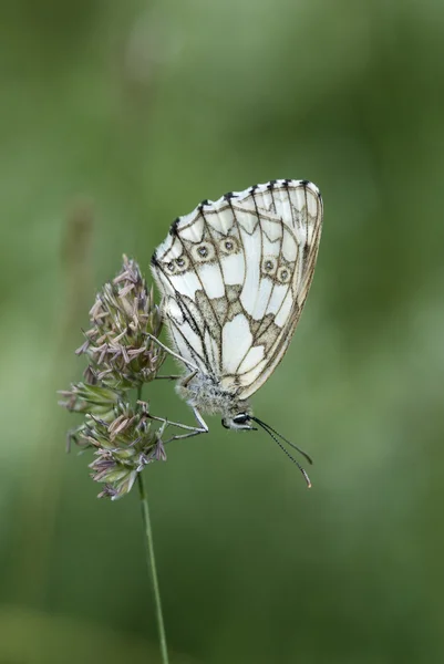 Marbled white butterfly, Melanargia galathea — Stock Photo, Image