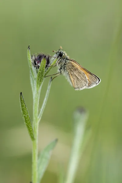 Kleiner Skipper-Schmetterling — Stockfoto