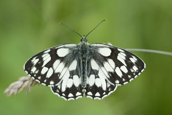 Mermer beyaz kelebek, melanargia galathea