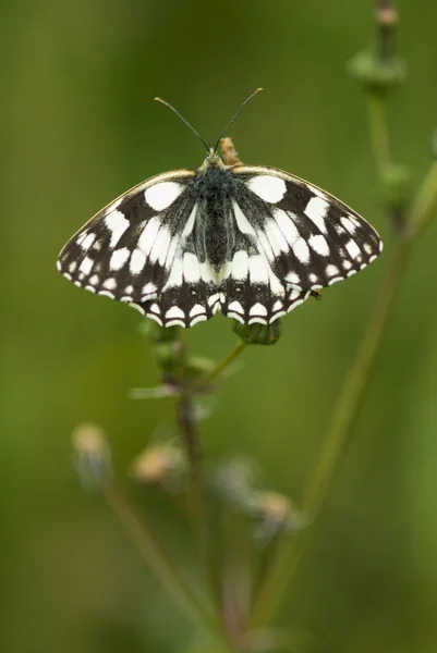 Mermer beyaz kelebek, melanargia galathea