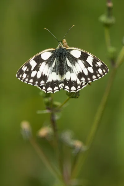 Marbled white butterfly, Melanargia galathea — Stock Photo, Image