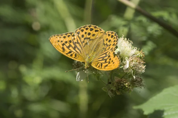 Silver washed fritillary butterfly — Stock Photo, Image