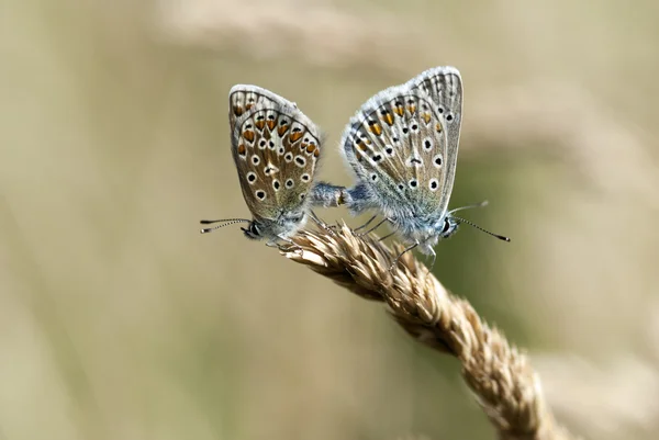 gemeenschappelijke blauw, polyommatus icarus