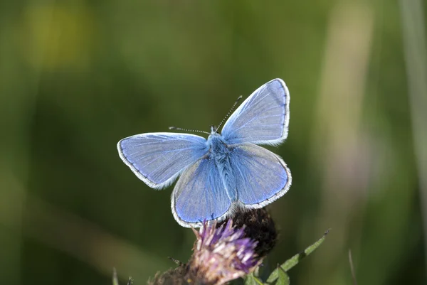 Common blue, Polyommatus icarus — Stock Photo, Image