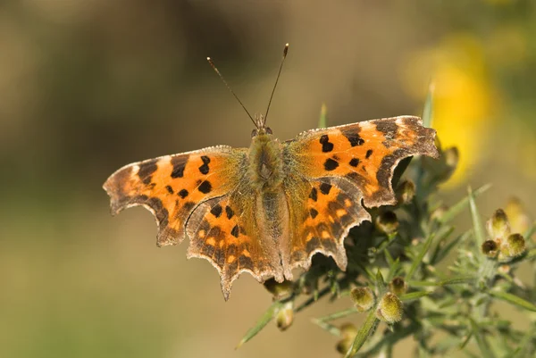 Comma butterfly, Polygonia c-album — Stock Photo, Image