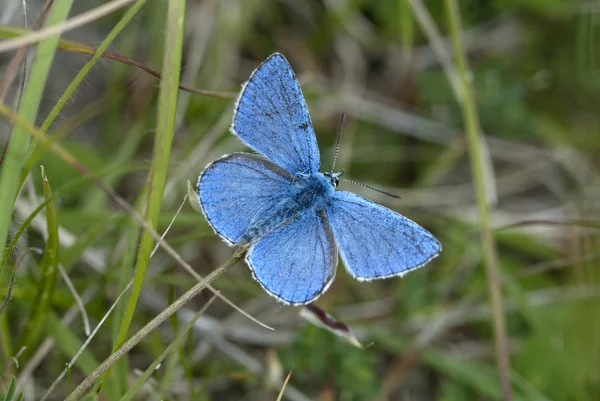 Adonis blue butterfly, Polyommatus bellargus — Stock Photo, Image