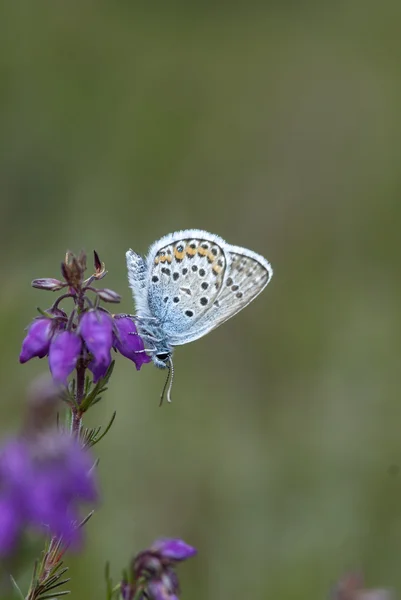 Mavi kelebek gümüş çivili, plebejus argus