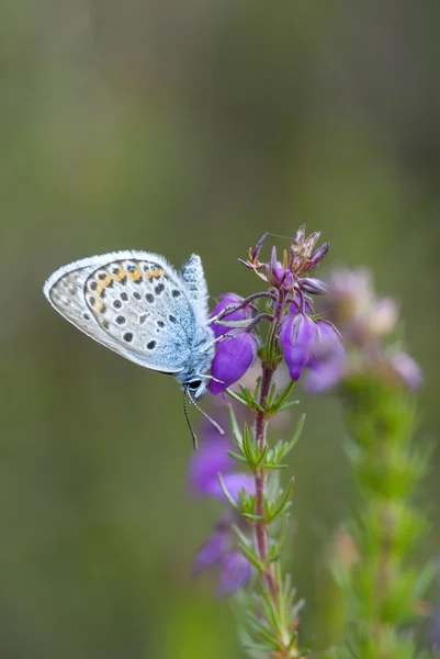 Mavi kelebek gümüş çivili, plebejus argus