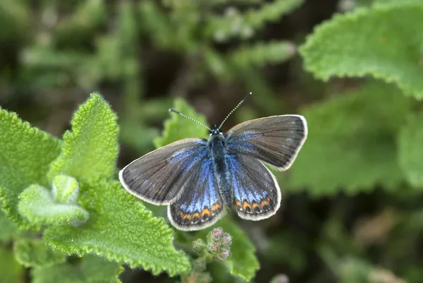 Mavi kelebek gümüş çivili, plebejus argus