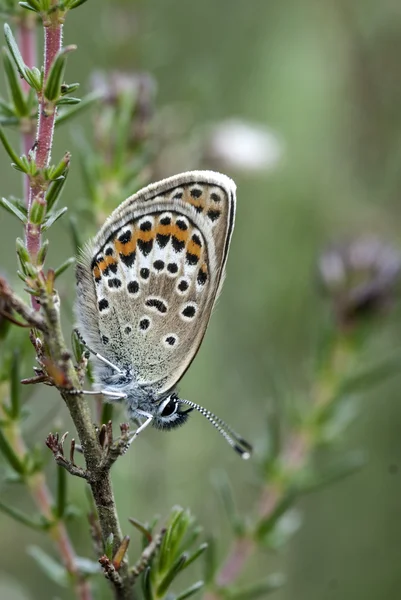 Mavi kelebek gümüş çivili, plebejus argus