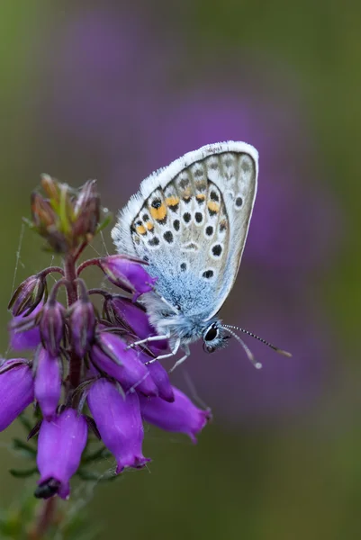 Silver-studded blue butterfly, plebejus argus — Stock Photo, Image