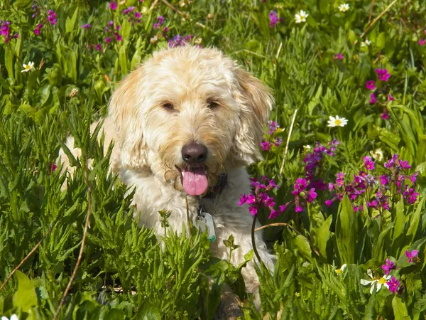 Traildog chillin i berg äng — Stock fotografie