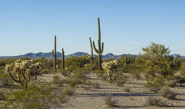 Flora in rijksmonument sonoran Desert — Stockfoto