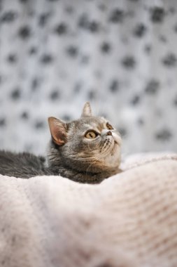 Asil, gururlu bir kedi kanepede yatıyor. İskoç Katlama Kısaltması beyaz ve gri kürklü, özel metniniz için telif hakkına sahip.