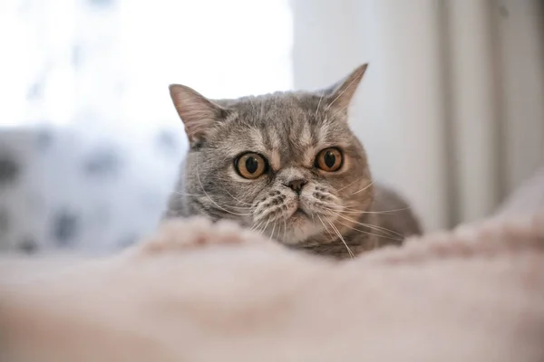 Pohovce Leží Vznešená Hrdá Kočka Scottish Fold Shorthair Bílou Šedou — Stock fotografie