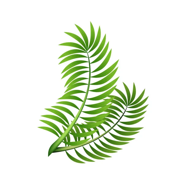 Palmblätter Auf Weißem Hintergrund Vektor — Stockvektor