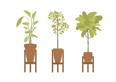 Daire için saksıda bir çiçek seti. İzole edilmiş. Düz stil. Vektör illüstrasyonu