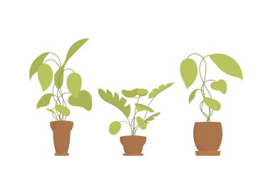 Tenceredeki dekoratif bitkiler. İzole edilmiş. Düz stil. Vektör illüstrasyonu