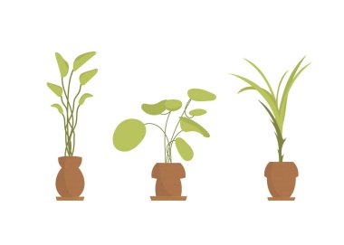 Kapalı alandaki çeşitli bitkiler. İzole edilmiş. Düz stil. Vektör illüstrasyonu