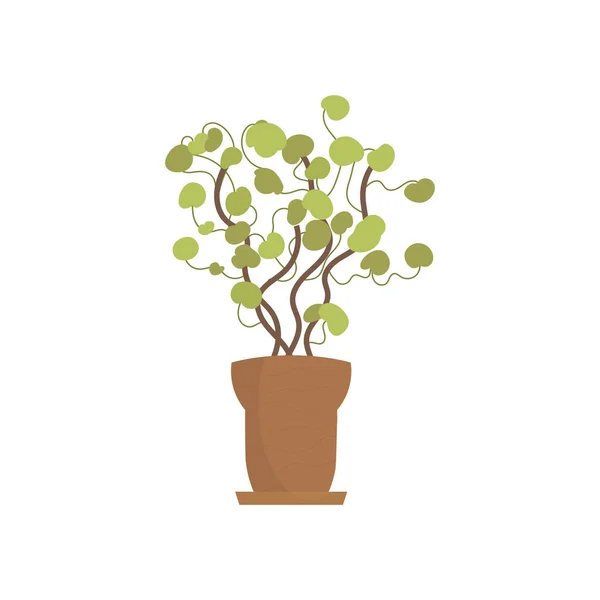 Decorative Indoor Plant Isolated Flat Style Vector Illustration — Image vectorielle