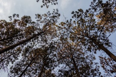 Shreenagar, Tansen, Palpa 'nın orman zemininden yukarıdaki mavi gökyüzüne kadar uzanan güzel alçak açılı çam ağaçları.
