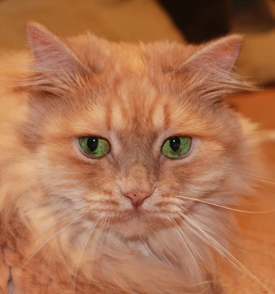 Pelzige rote Katze — Stockfoto