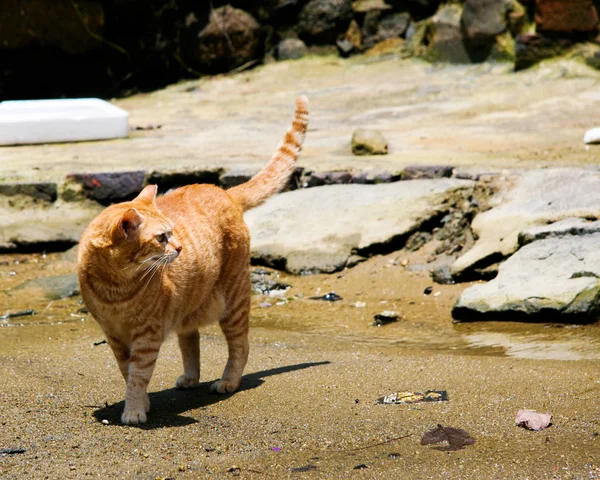 Boşa geçmiş bir plajda kedi — Stok fotoğraf