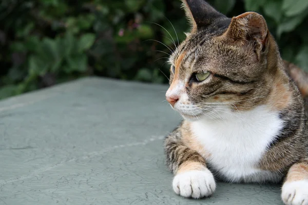 고양이 거짓말 아래와 보는 왼쪽 — 스톡 사진