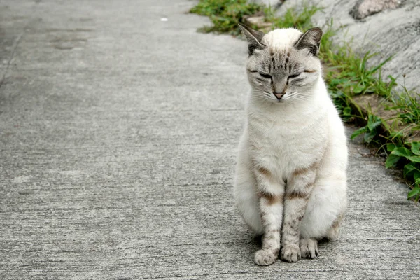 Een vergadering witte kat — Stockfoto