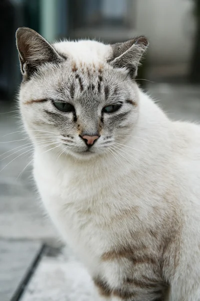 Άσπρη γάτα που ψάχνει λυπημένος — Φωτογραφία Αρχείου