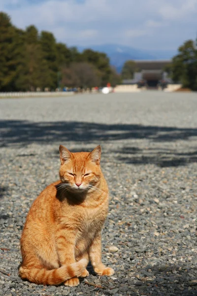 Kočka sedí v přední části koyto paláce — Stock fotografie