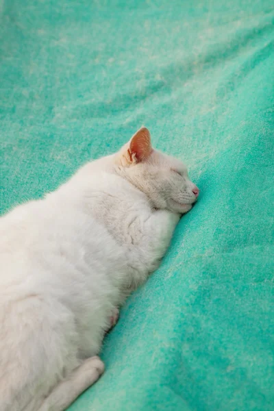 beyaz kedi üzerinde yeşil bir yelken uyuyor