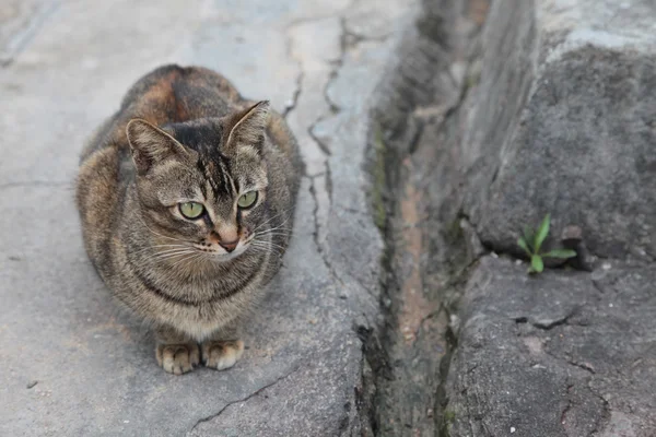 Кот сидит на камне — стоковое фото