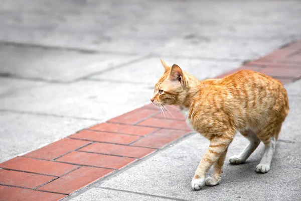 Vista lateral de un gato pelirrojo, al aire libre —  Fotos de Stock