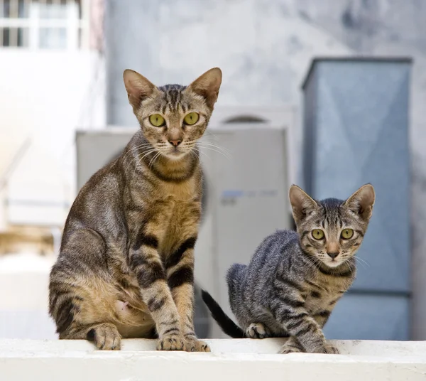 Anne ve oğlu bir kedi ailesi — Stok fotoğraf