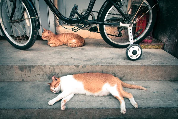 Katzen ruhen sich unter einem Fahrrad aus — Stockfoto