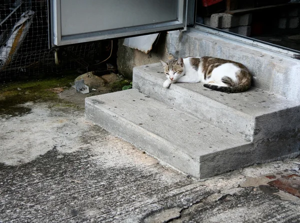 Bir kedi ön kapı, merdiven, uyuyan — Stok fotoğraf