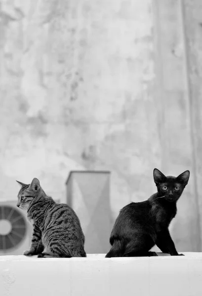 Two cats sitting back to back on a wall — Stock Photo, Image