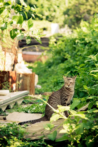 En sittande katt i bakgård — Stockfoto