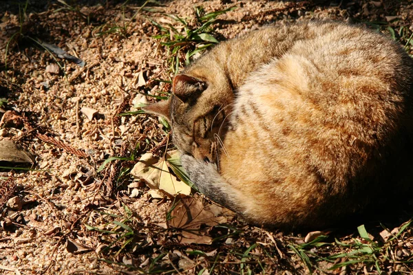 Спящая кошка на земле — стоковое фото