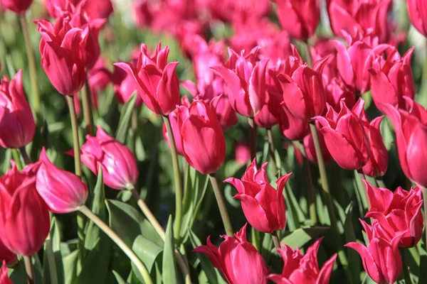 Campo de tulipas — Fotografia de Stock