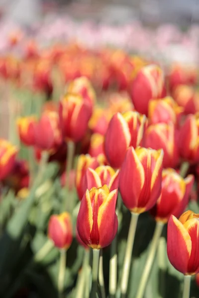 Campo de tulipas — Fotografia de Stock